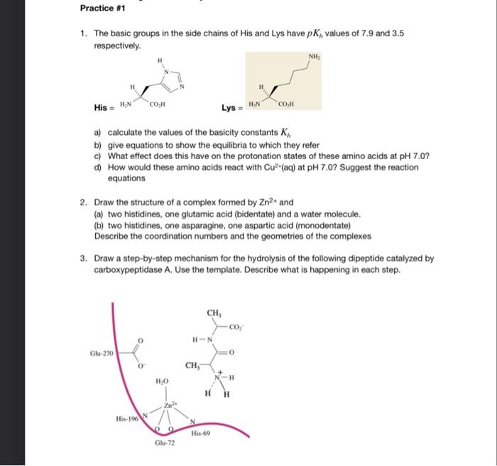  1. The basic groups in the side chains of His and