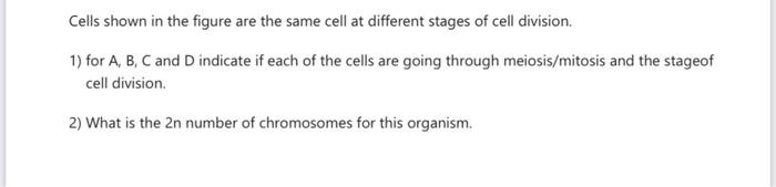  Cells shown in the figure are the same cell at different