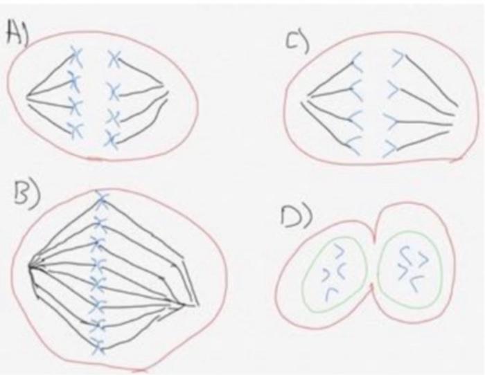 stages of cell division. 1) for A, B, C and D indicate