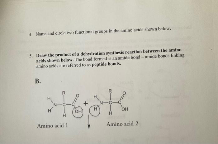  4. Name and circle two functional groups in the amino acids
