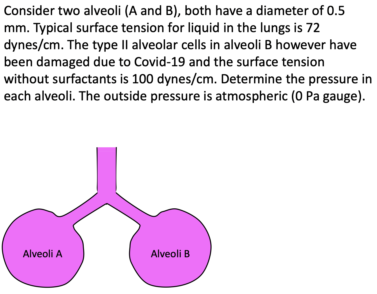 Consider two alveoli (A and B), both have a diameter of
