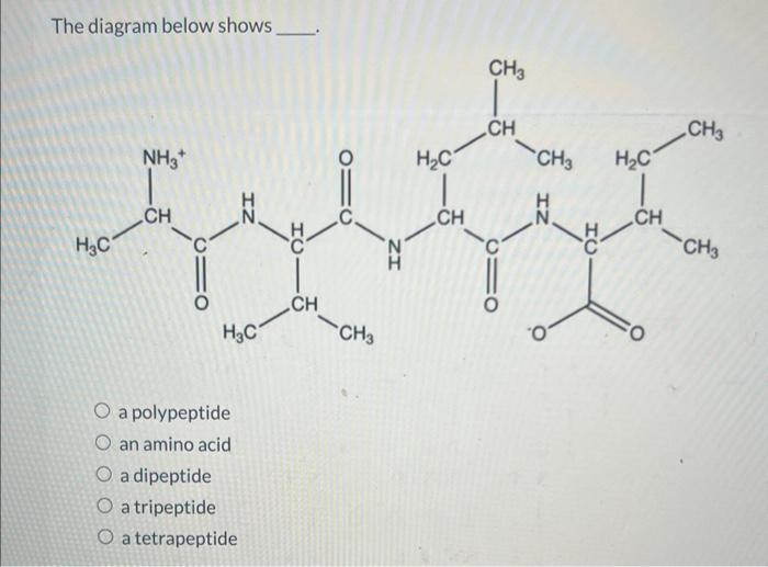 these choices What is the N-terminal residue of the peptide AYSDG? glutamic