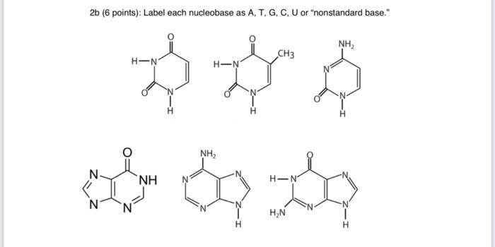  2b (6 points): Label each nucleobase as A, T, G, C,