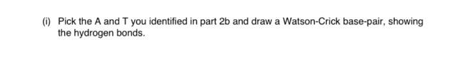 U or "nonstandard base." i) Pick the A and T you identified