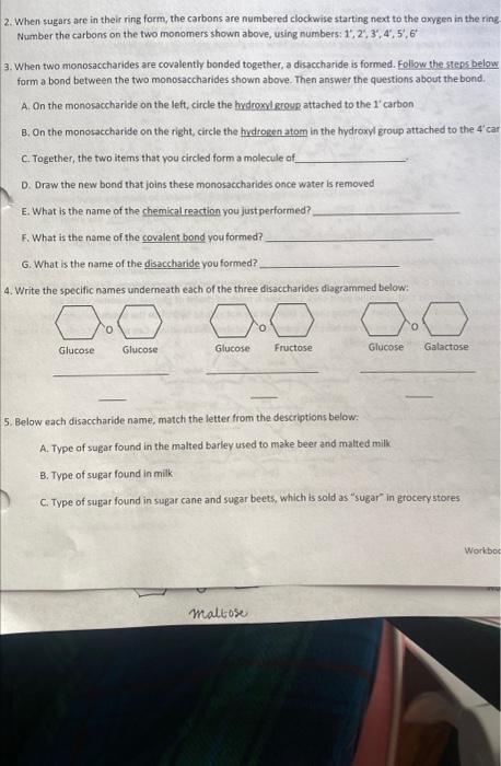  2. When sugars are in their ring form, the carbons are