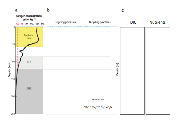 great help. 1. Marine biogeochemical processes create vertical gradients in chemical parameters