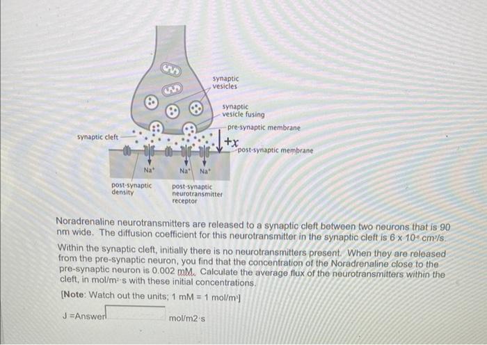  Noradrenaline neurotransmitters are released to a synaptic cleft between two neurons