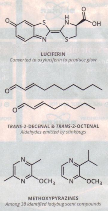 Please help identifying functional groups of these molecules ASAP please. Thank You.