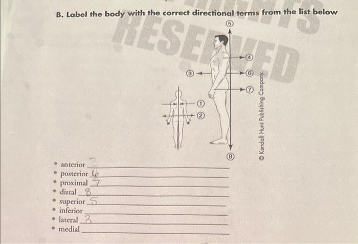  B. Label the body with the correct directional terms from the
