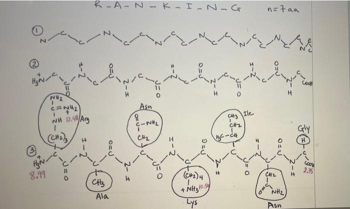 Worksheet on how to draw the structure of a peptide and calculate