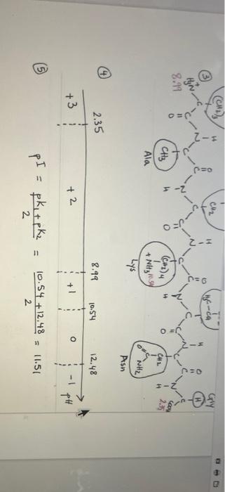 its isoelectric point Please follow the instructions below and the examples attached