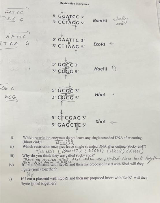  i) Which restriction enzymes do not leave any single stranded DNA
