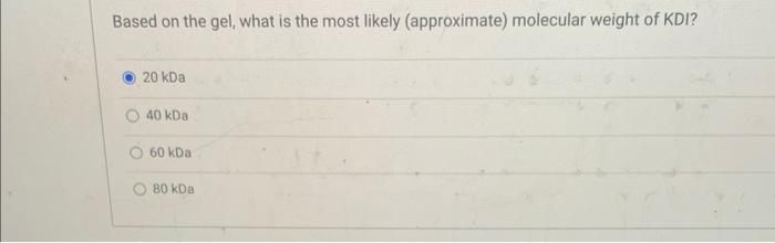  Based on the gel, what is the most likely (approximate) molecular