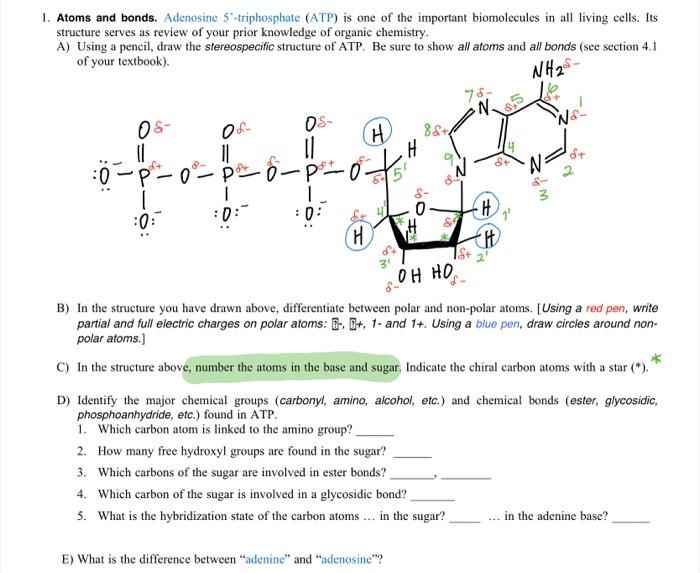  help with d & e please! 1. Atoms and bonds. Adenosine