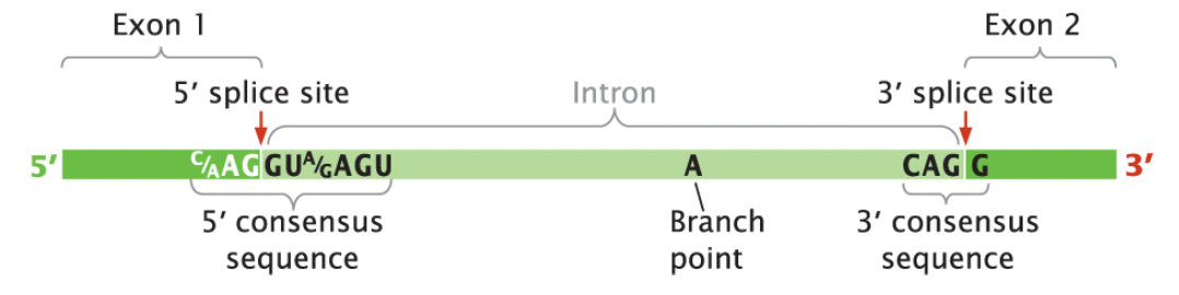 You have identified a (fictional) gene C. This gene is thought to