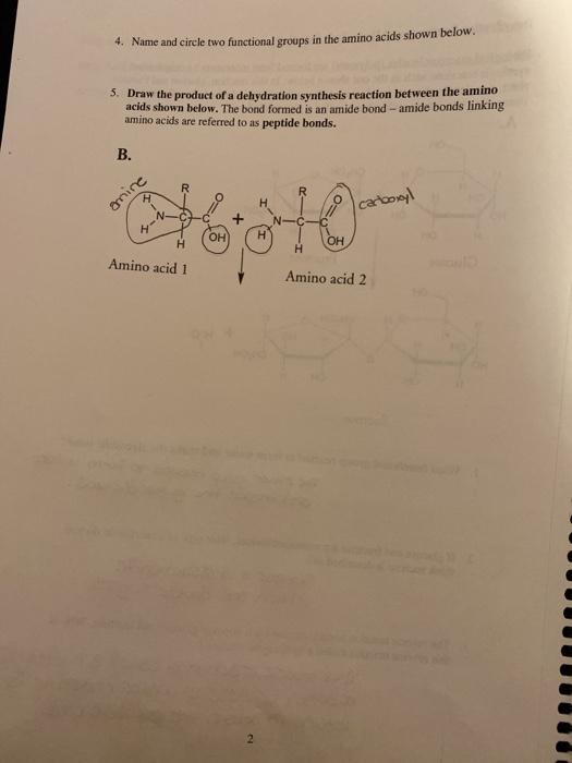  4. Name and circle two functional groups in the amino acids