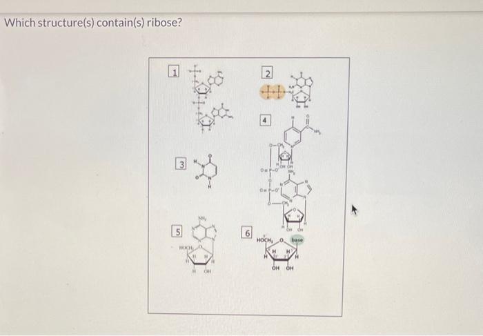  Which structure(s) contain(s) ribose