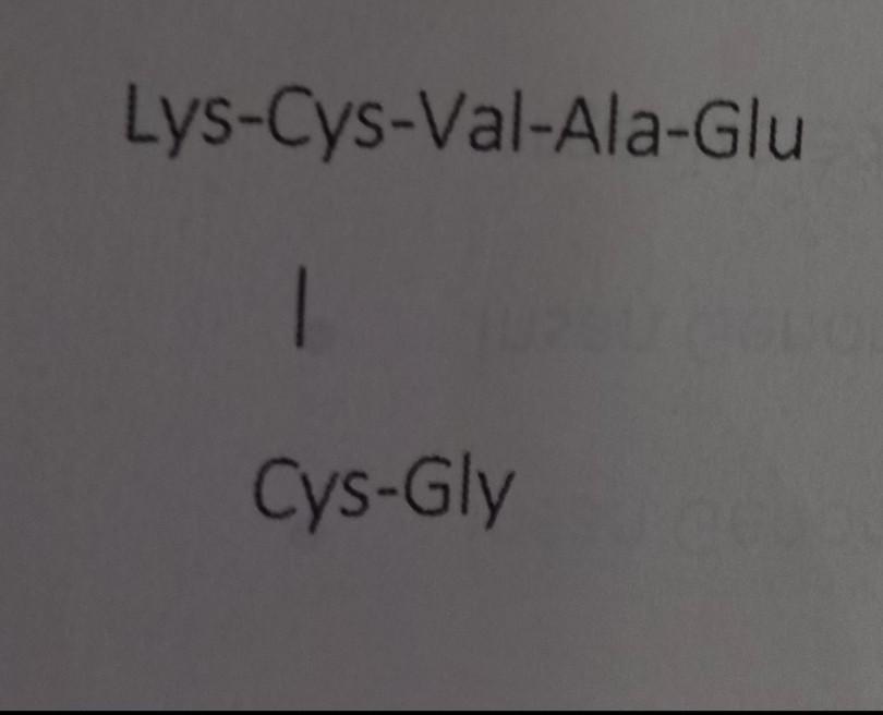  explain this protein structure with using edman method Lys-Cys-Val-Ala-Glu