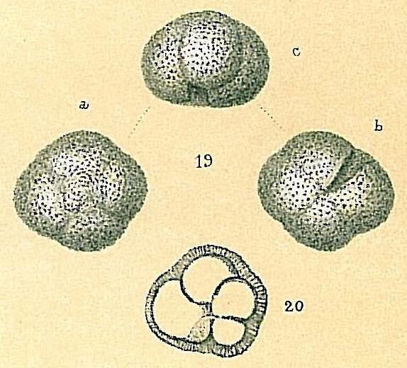 Part 1: Evaluating proxy data to understand Earth's past climateForaminiferids ("Forams") are