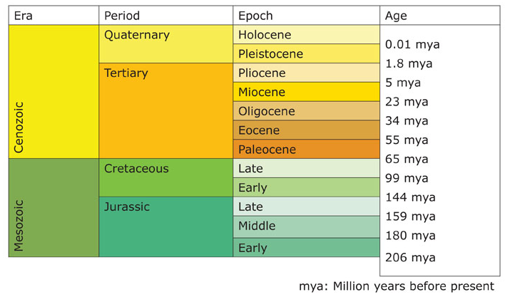 Forams have hard external skeletal material called a test, similar to how