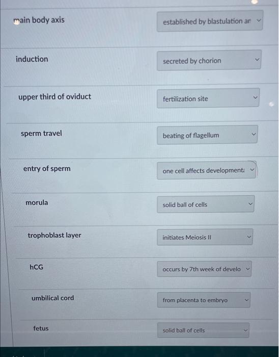 i got something wrong main body axis established by blastulation an induction