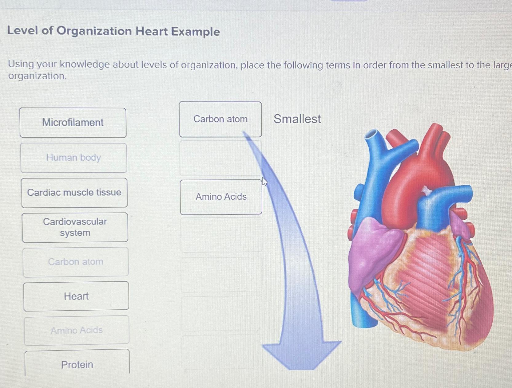  Level of Organization Heart Example Using your knowledge about levels of