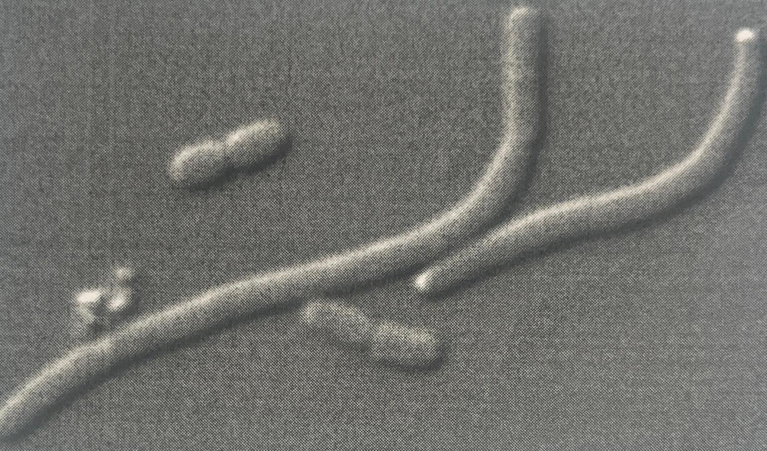  microscropy technique 