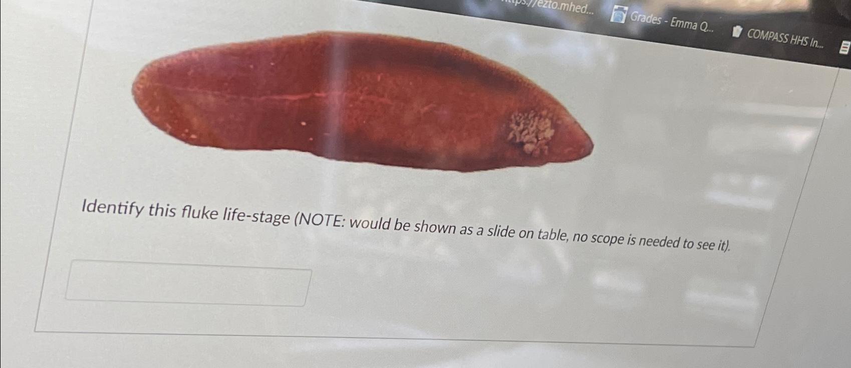  Identify this fluke life-stage (NOTE: would be shown as a slide