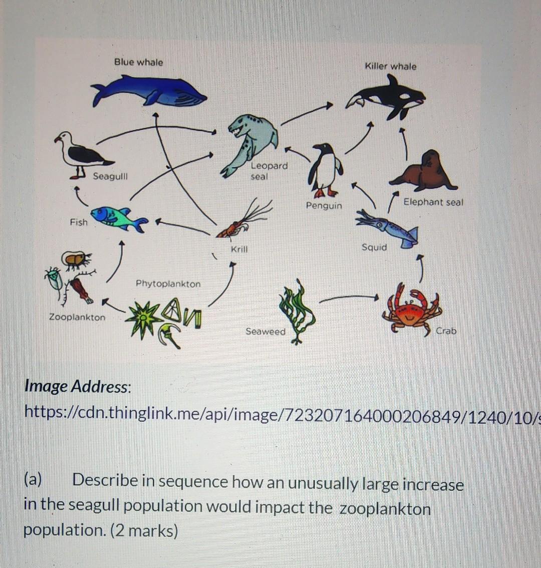 Image Address: https://cdn.thinglink.me/api/image/723207164000206849/1240/10 (a) Describe in sequence how an unusually large