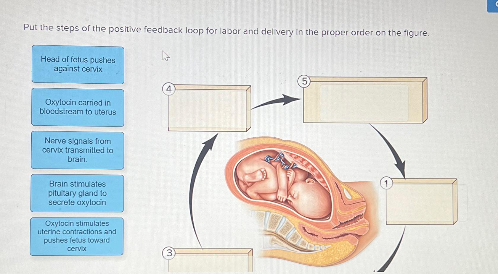  Put the steps of the positive feedback loop for labor and