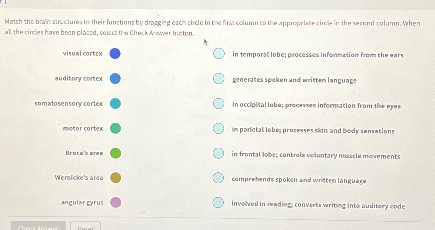  Match the brain structures to their functions by dragging each circle