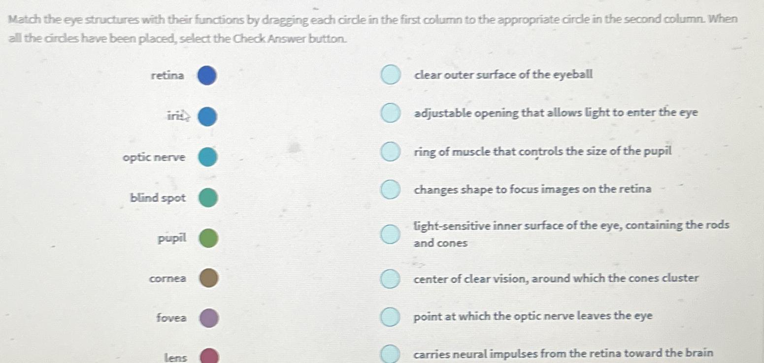  Match the eye structures with their functions by dragging each circle