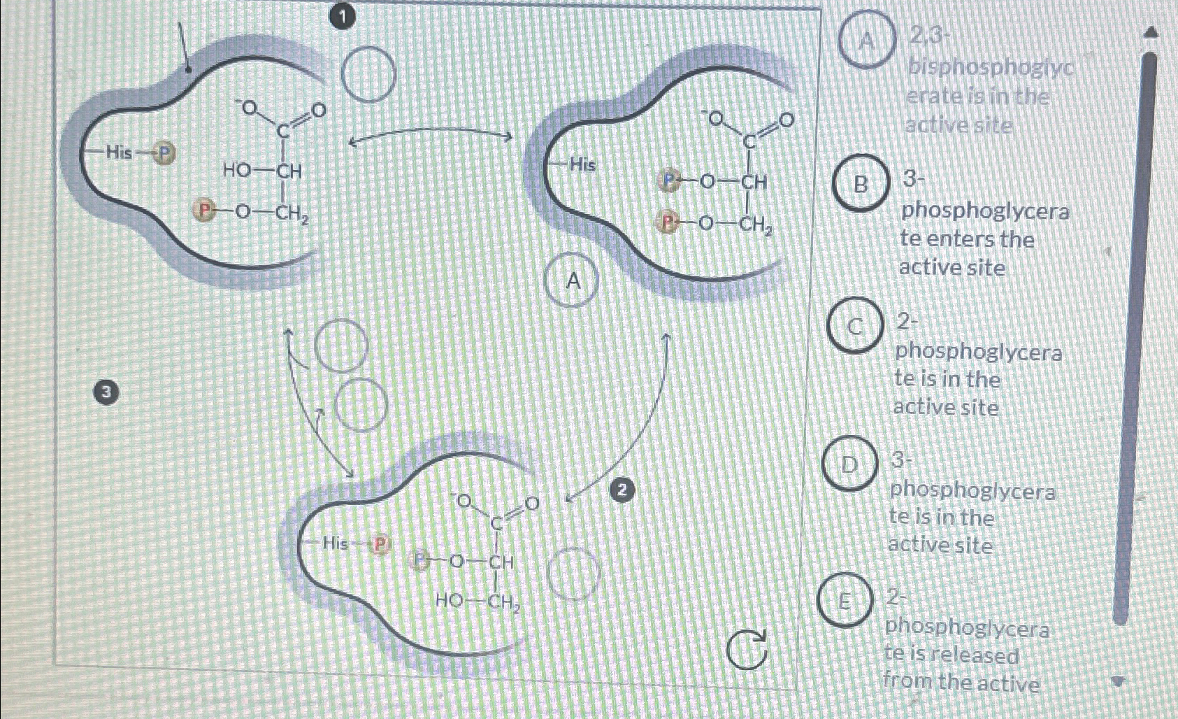  A.) 2,3= bisphosphoglyc eratelis in the activesite 3- phosphoglycera te enters