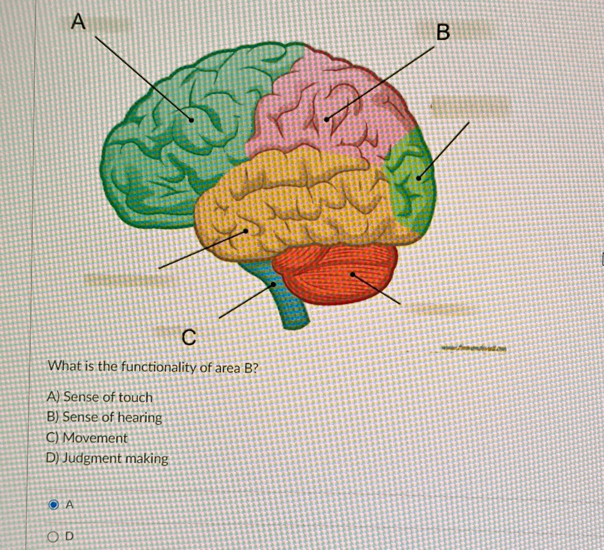  What is the functionality of area B? A) Sense of touch