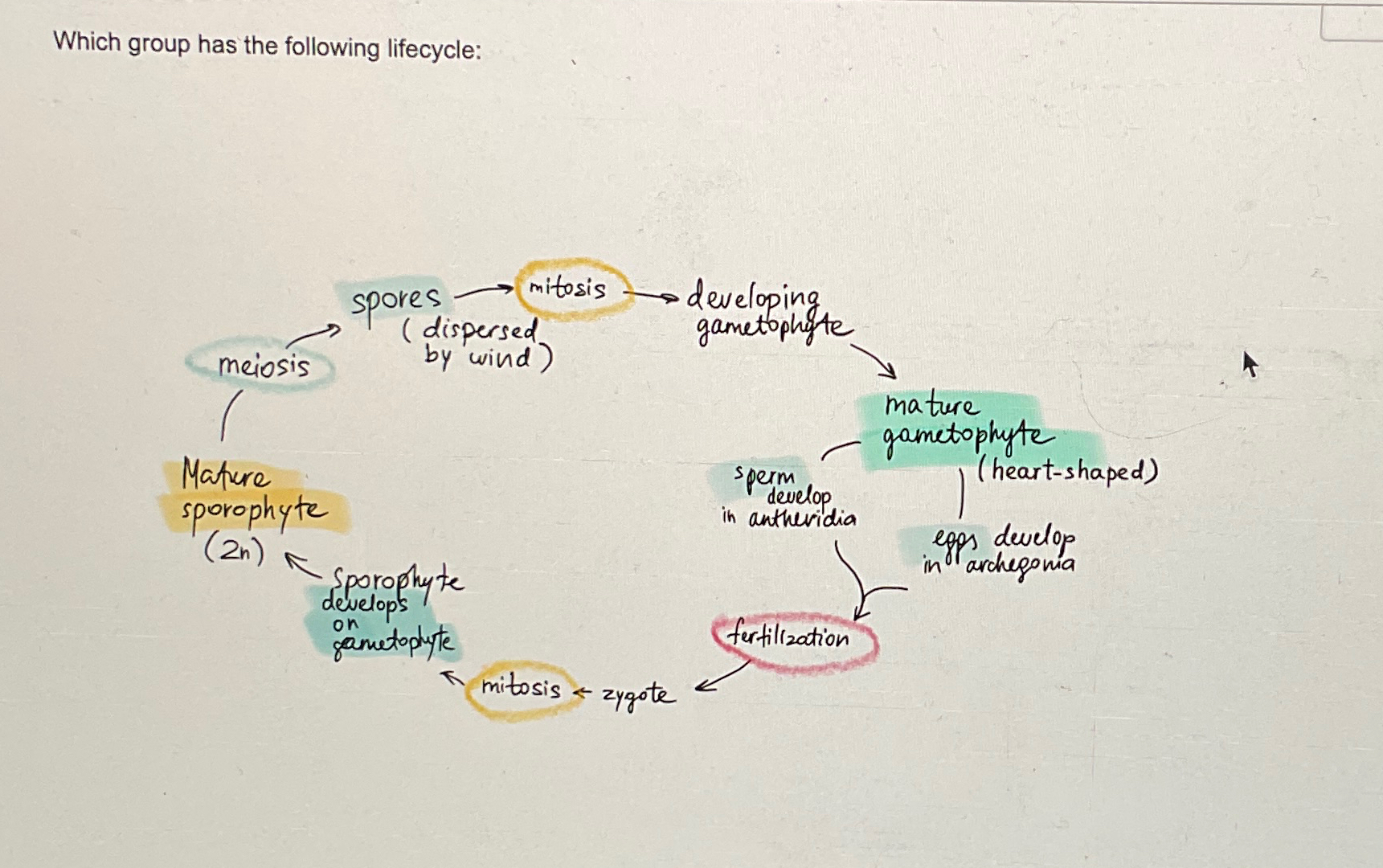  Which group has the following lifecycle: 