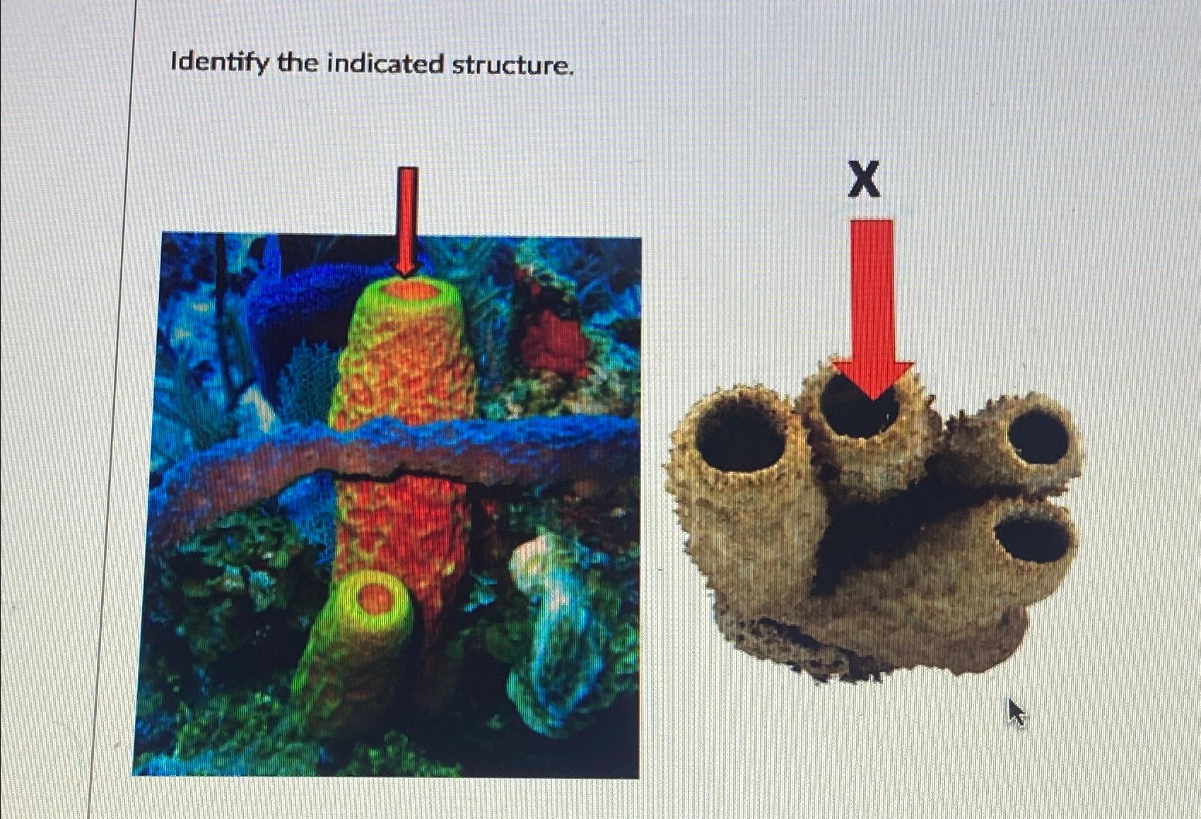  Identify the indicated structure. 