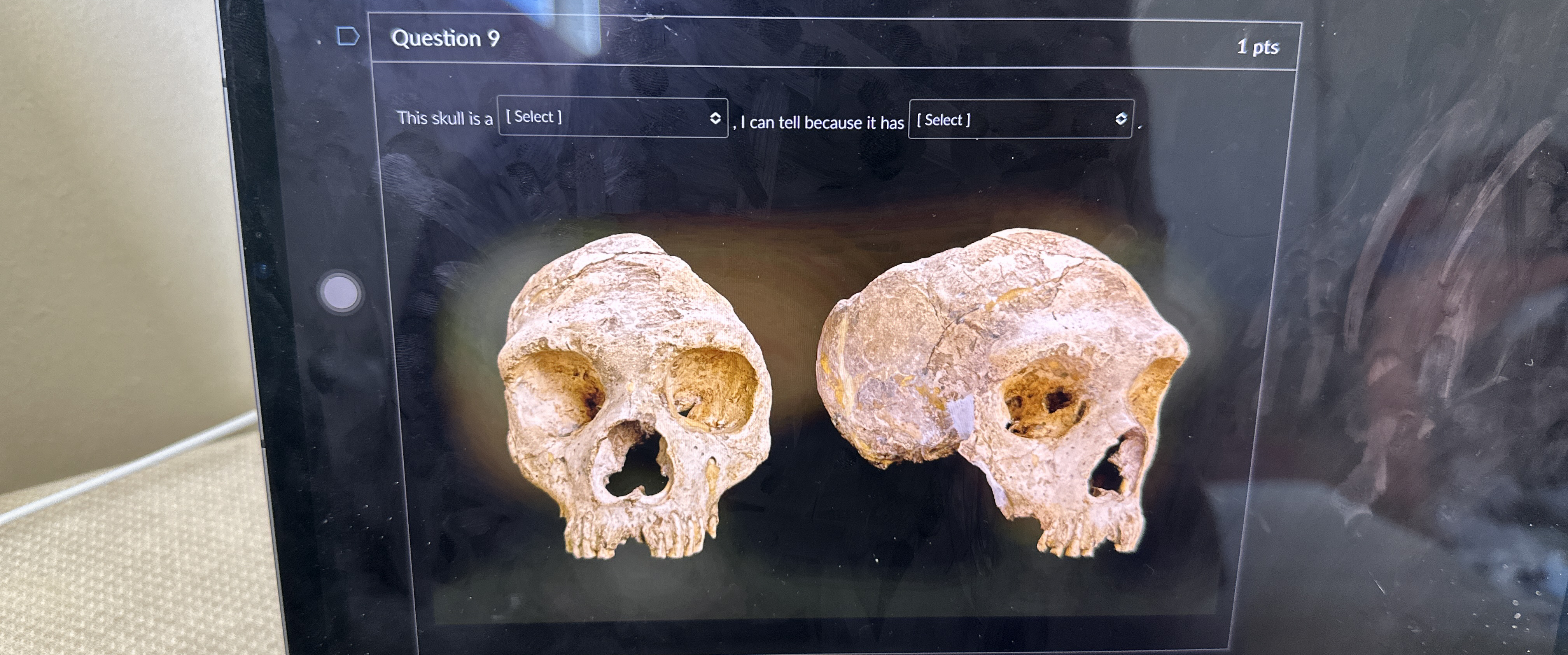  Question 9 1 pts This skull is a [Select] , I