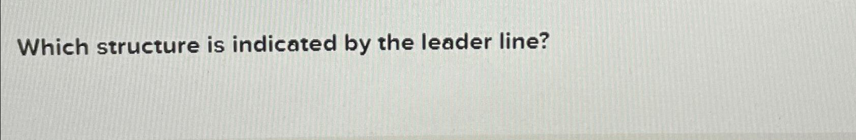  Which structure is indicated by the leader line? 