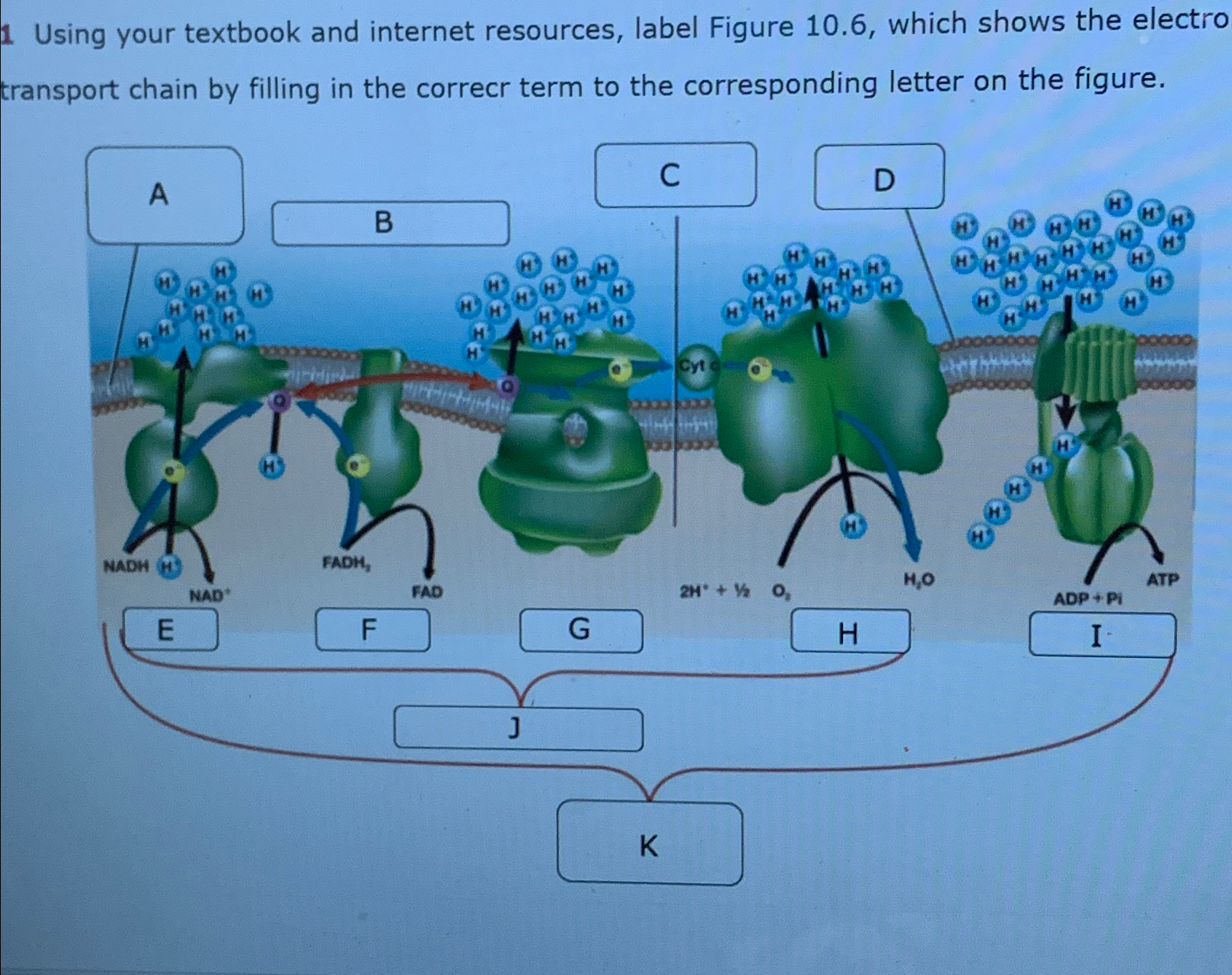  Using your textbook and internet resources, label Figure 10.6, which shows
