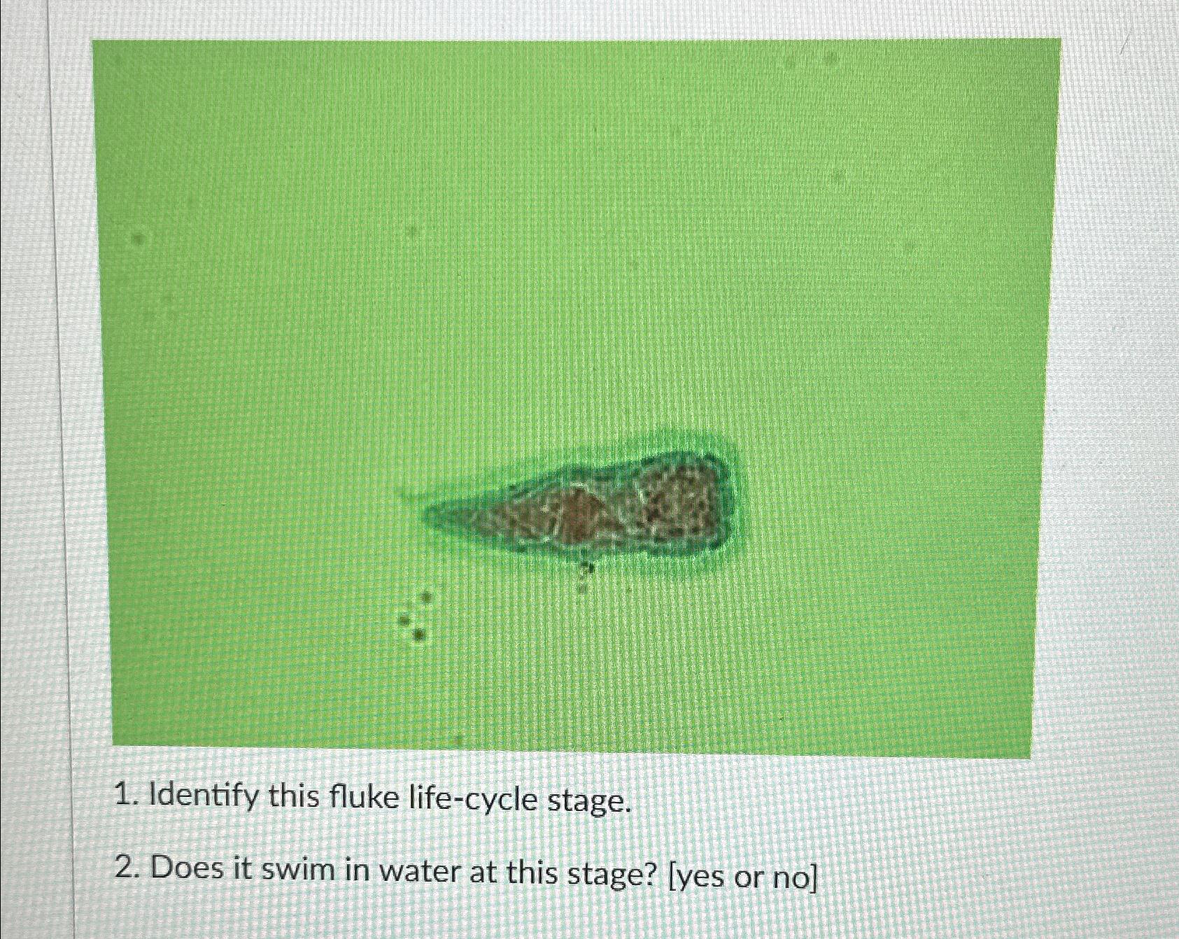  Identify this fluke life-cycle stage. Does it swim in water at