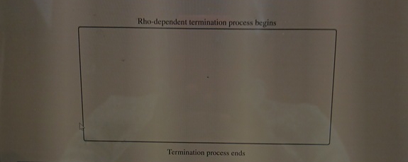  Rho-dependent termination process begins Termination process ends 