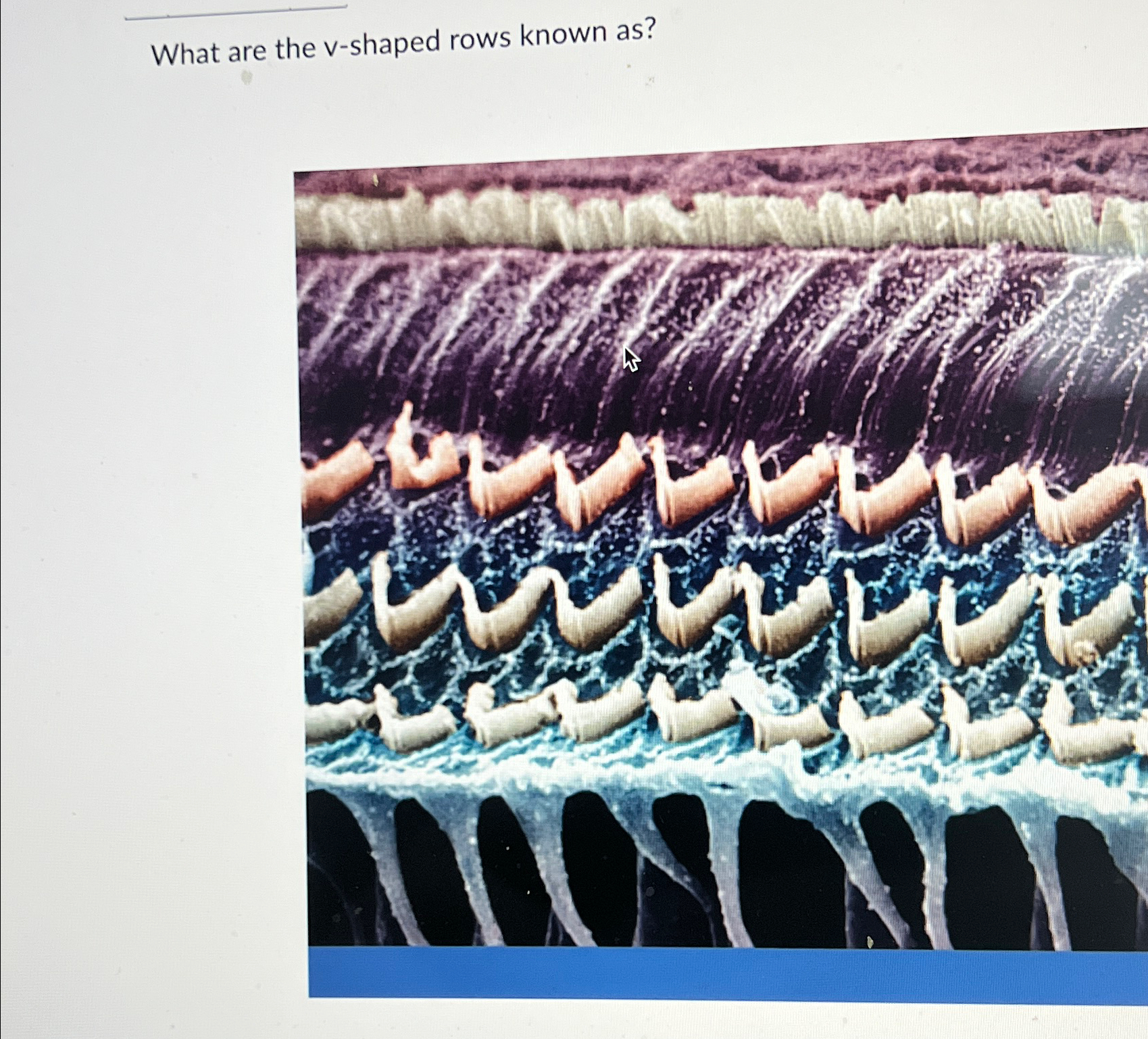  What are the v-shaped rows known as? 