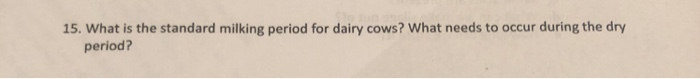15. What is the standard milking period for dairy
