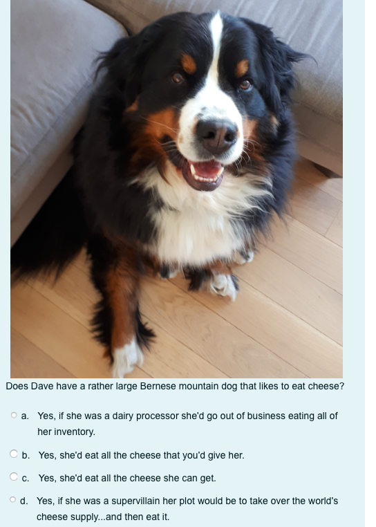 Does Dave have a rather large Bernese mountain