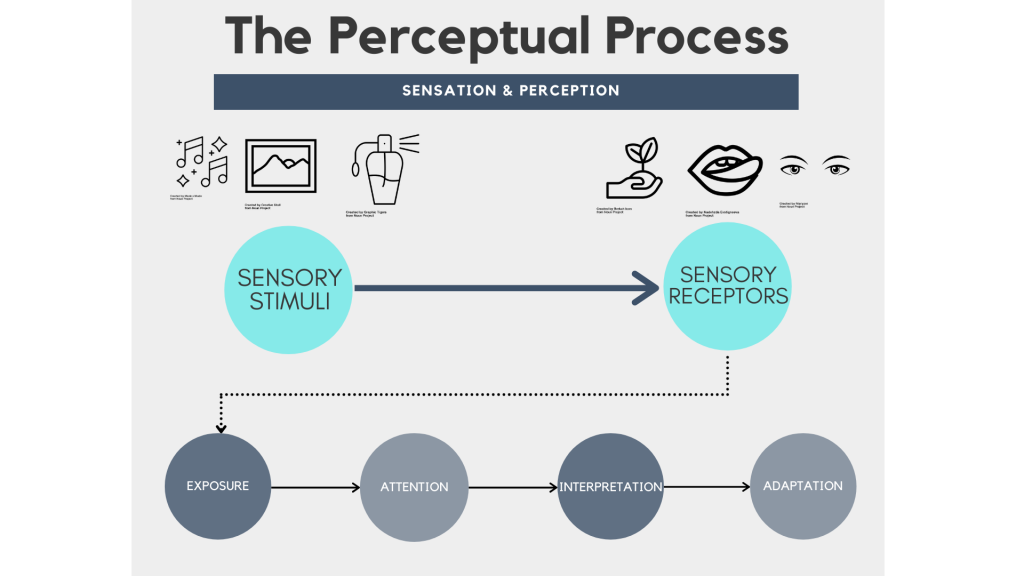 Question 1: Explain the Process of Perception