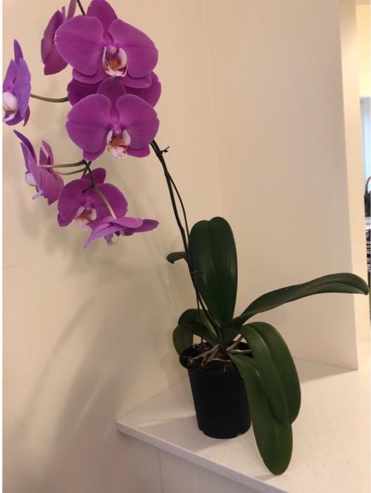 write a 10-line, 4-6 words per line poem