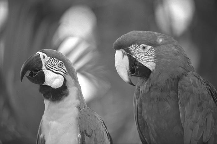 You are designing an image compression system as a component of a