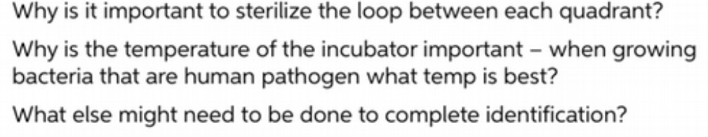 Why is it important to sterilize the loop between