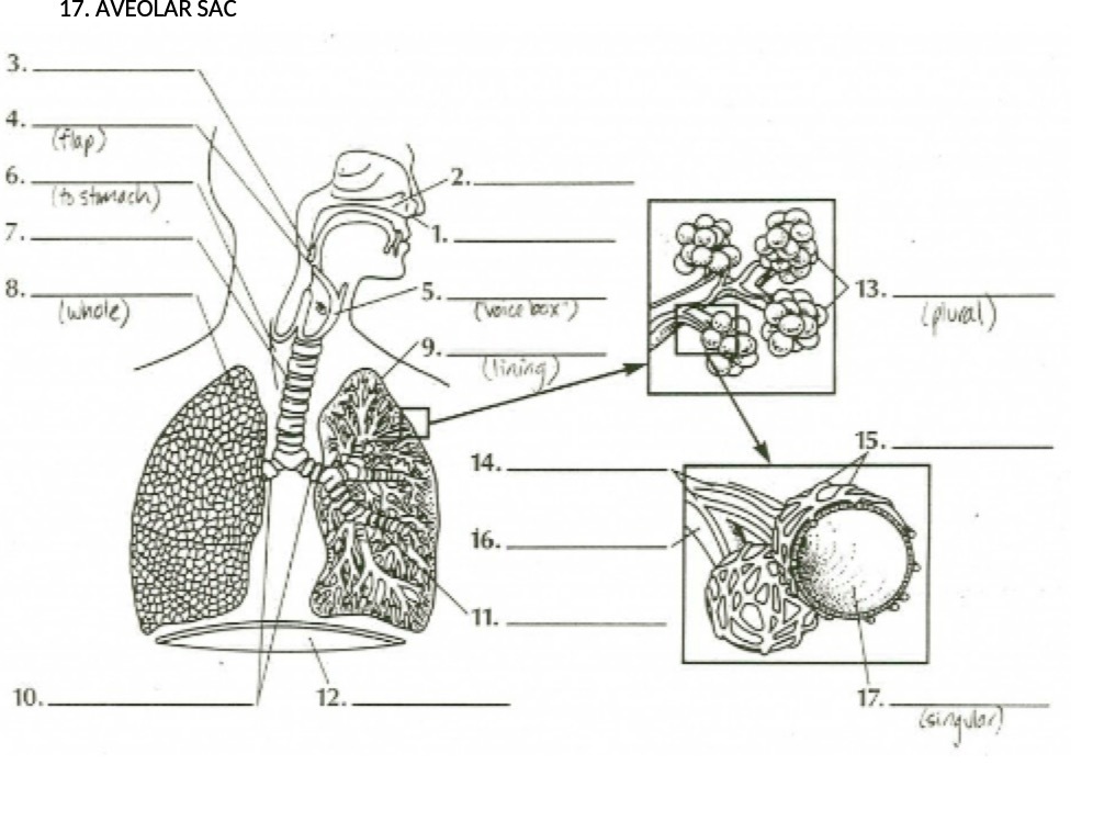 17. AVEOLAR SAC 3. 4. ( flap ) 6. ( to stomach )