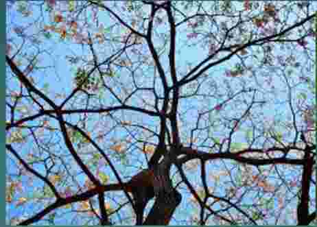 Assignment requirements: A unique 2 d fractal